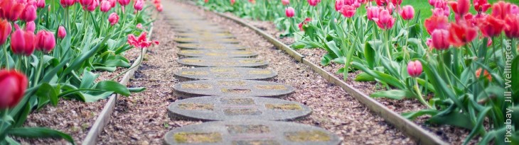 Gartenweg umrahmt von Tulpen